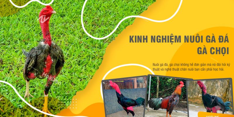 Kinh nghiệm gà đá về nuôi dưỡng chiến kê